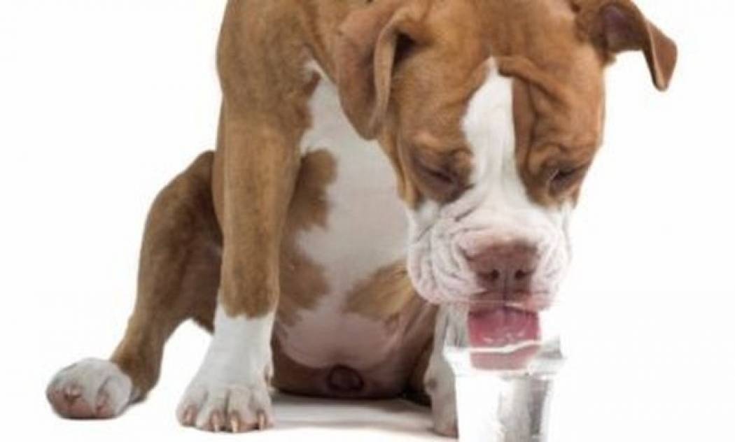 Πώς πίνουν νερό οι σκύλοι;
