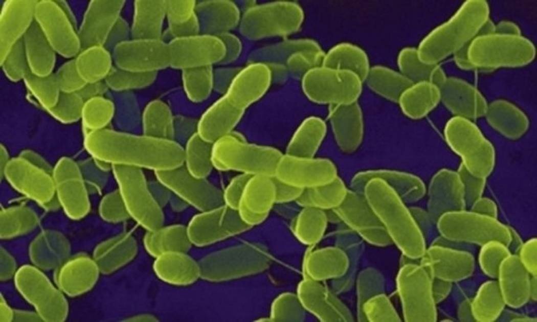 Κρούσμα E-coli στην Ελλάδα!