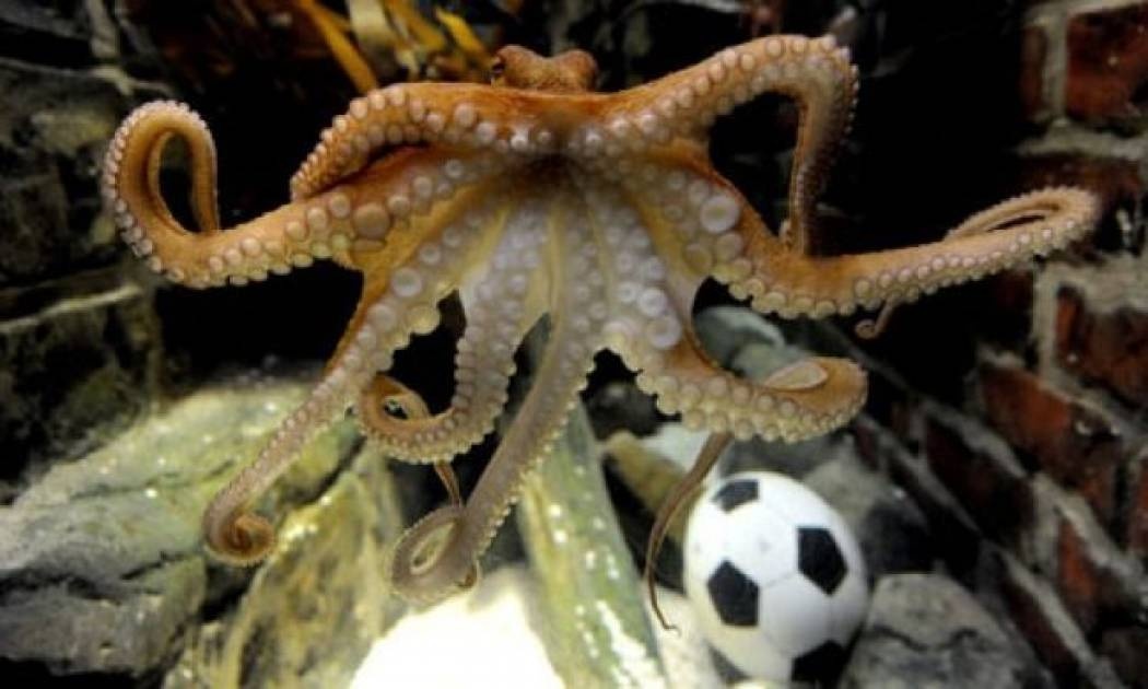 Επιστρατεύουν χταπόδια στη Γερμανία!