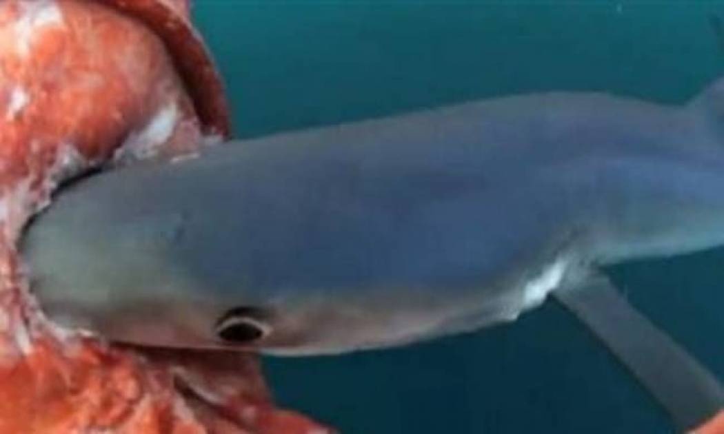 Βίντεο: Γιγαντιαίο καλαμάρι στα σαγόνια του καρχαρία!