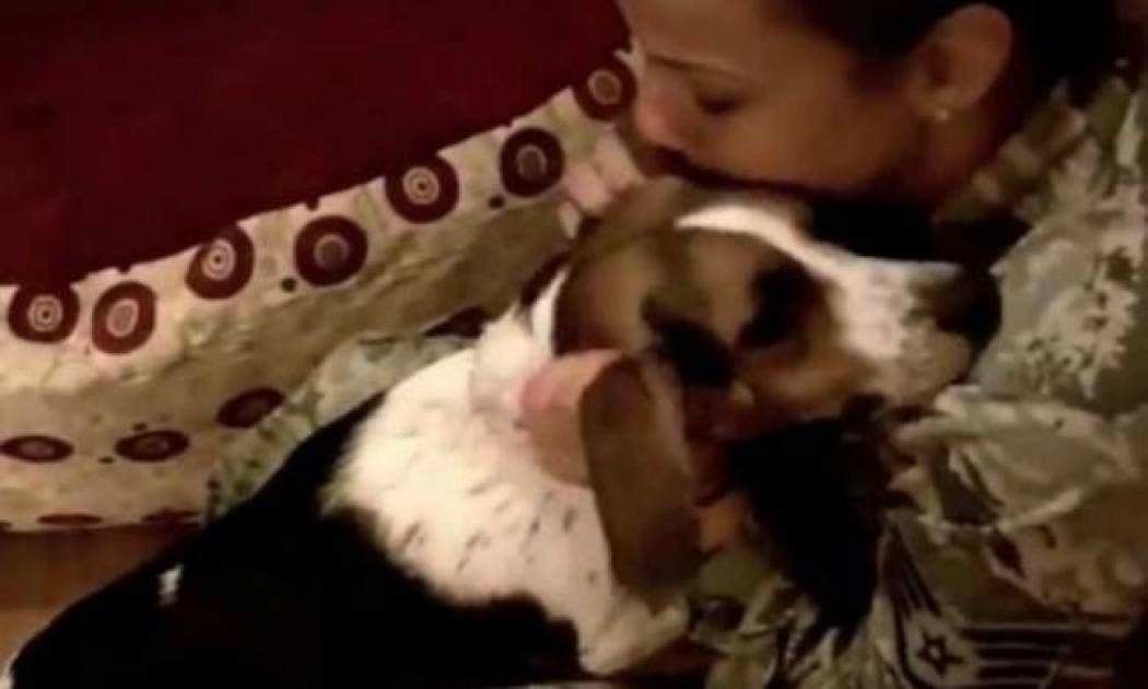 Βίντεο: Σκύλος ξαναβλέπει το αφεντικό του μετά από έξι μήνες!