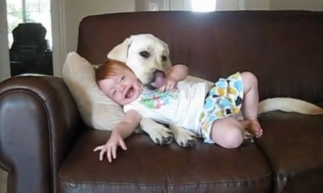 Βίντεο: 11 μηνών κοριτσάκι στην τρυφερή αγκαλιά ενός σκύλου!
