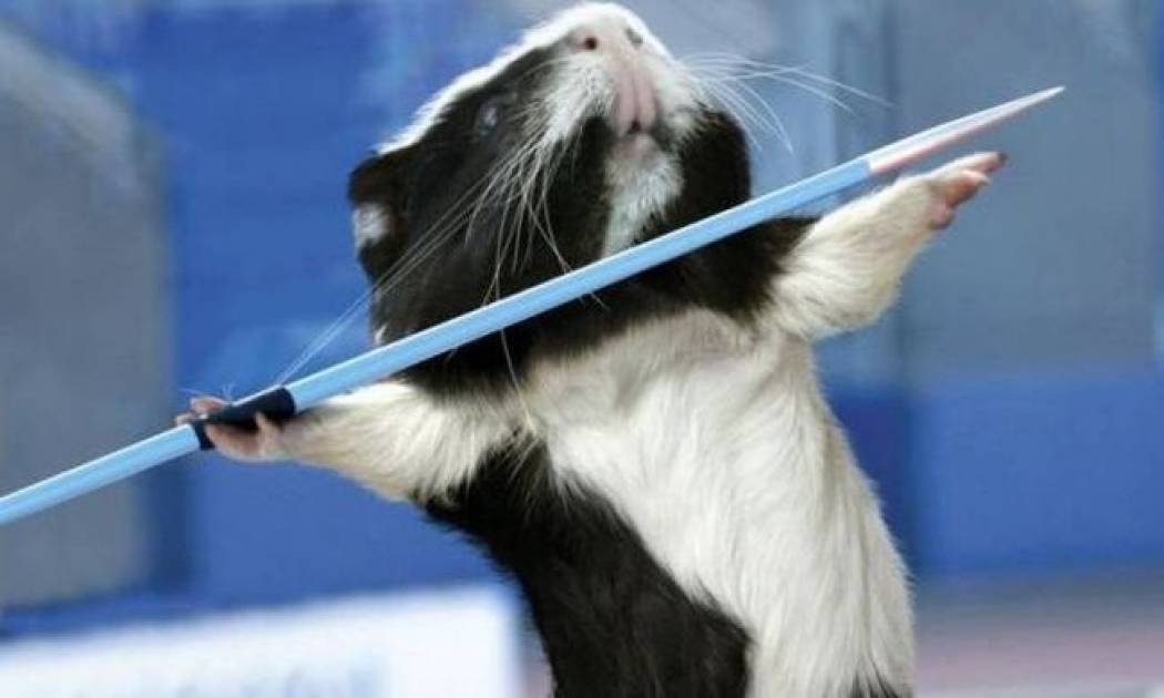 Ολυμπιονίκες… τρωκτικά (photos)