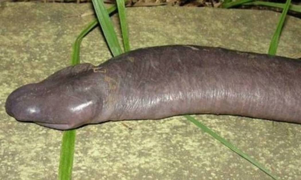 Φίδι που μοιάζει με ανδρικό μόριο (pic)