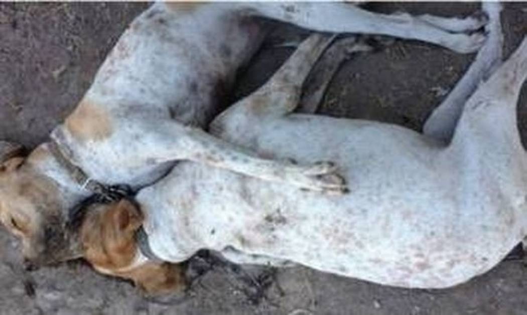 Τραγικό! Πέθαναν αγκαλιασμένα