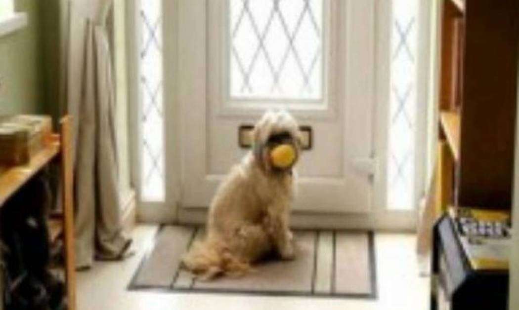 ΞΕΚΑΡΔΙΣΤΙΚΟ VIDEO: Σκύλος παραλαμβάνει το… χαράτσι της ΔΕΗ!