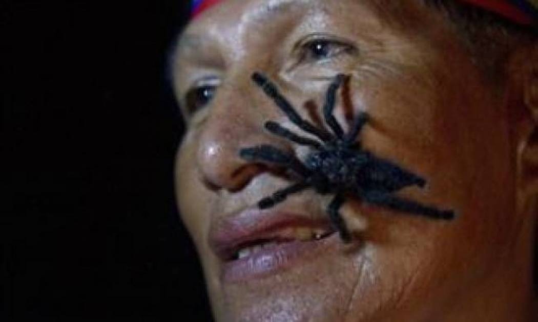 Θα βάλει στο σώμα του 250 ταραντούλες