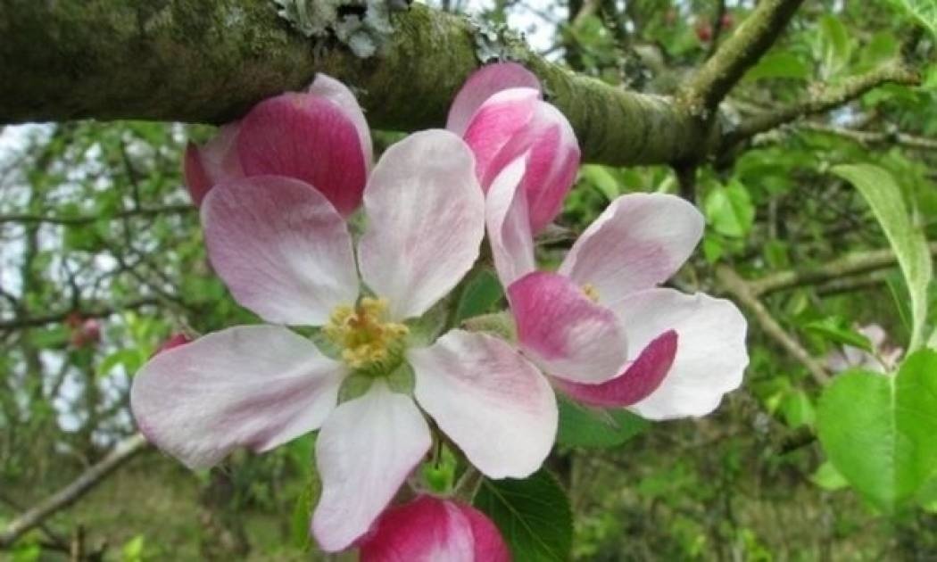 Crab Apple: Για όσους εγκλωβίζονται στις λεπτομέρειες