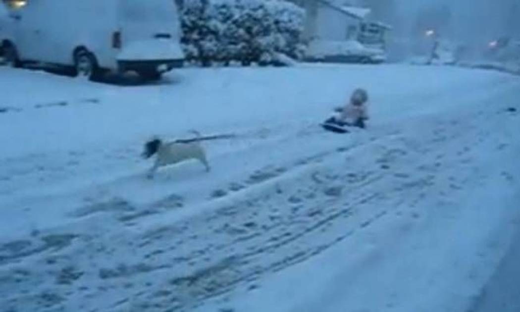 Βίντεο: Δείτε ένα τζακ ράσελ σε ρόλο ταράνδου!