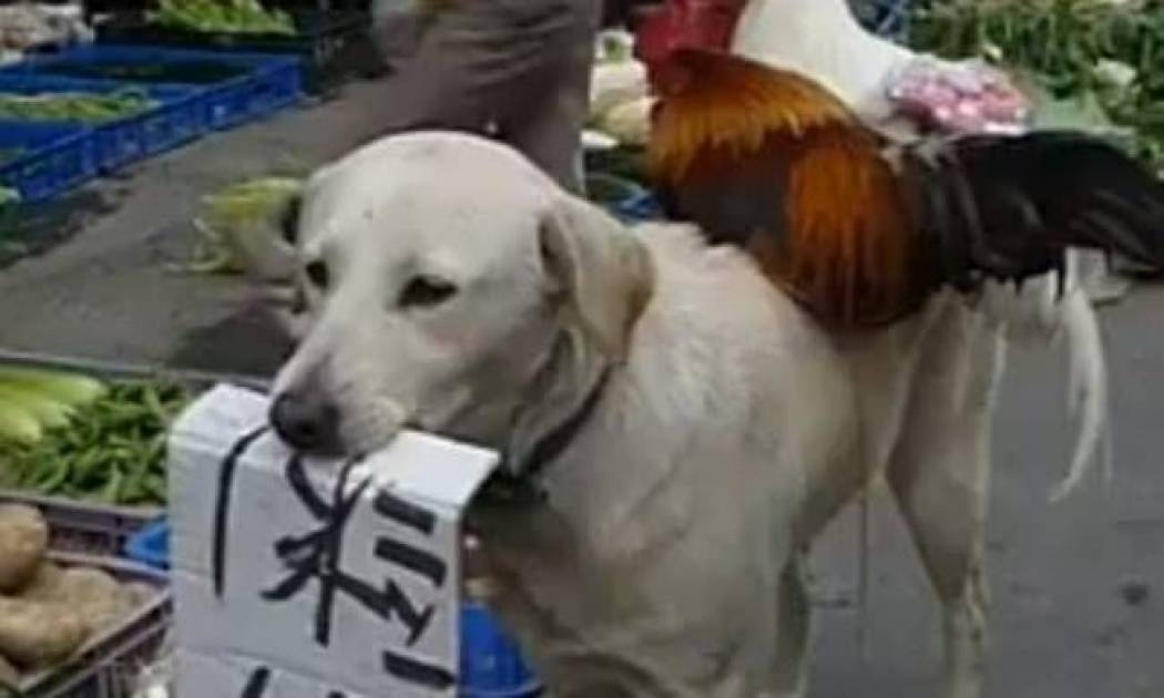 Μόνο στην Κίνα γίνονται αυτά...(βίντεο)