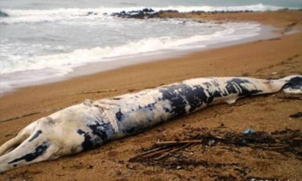 Τεράστια φάλαινα ξεβράστηκε στην Μεσσηνία!