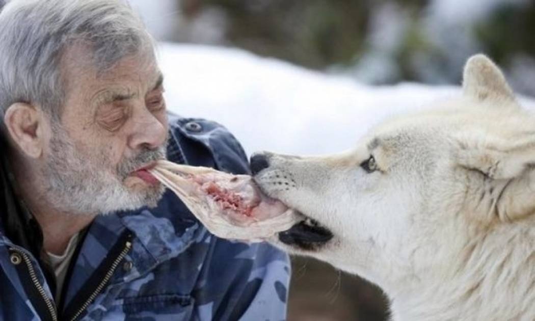Werner Freund: Ο άνθρωπος που ζει συντροφιά με τους λύκους