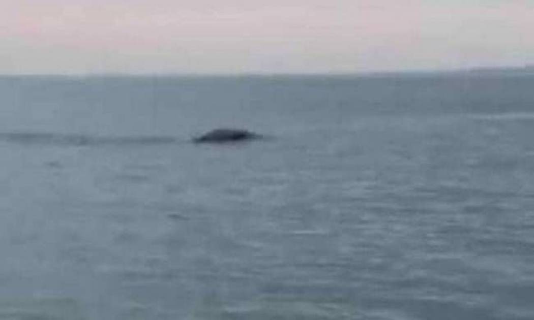 Σάλος με βίντεο που καταγράφει τέρας τύπου... Λοχ Νες