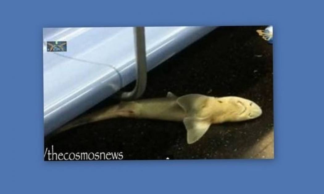 Απίστευτο! Στο μετρό της Νέας Υόρκης βρέθηκε ένας νεκρός καρχαρίας