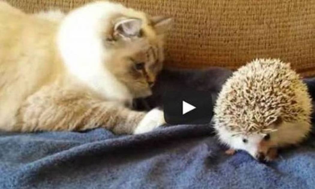 Γάτα τα βάζει με σκαντζόχοιρο (vid)