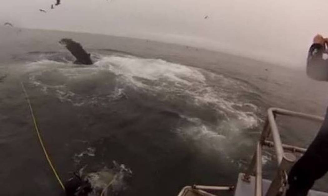 Αμάσητους θα τους κατάπιναν οι φάλαινες!