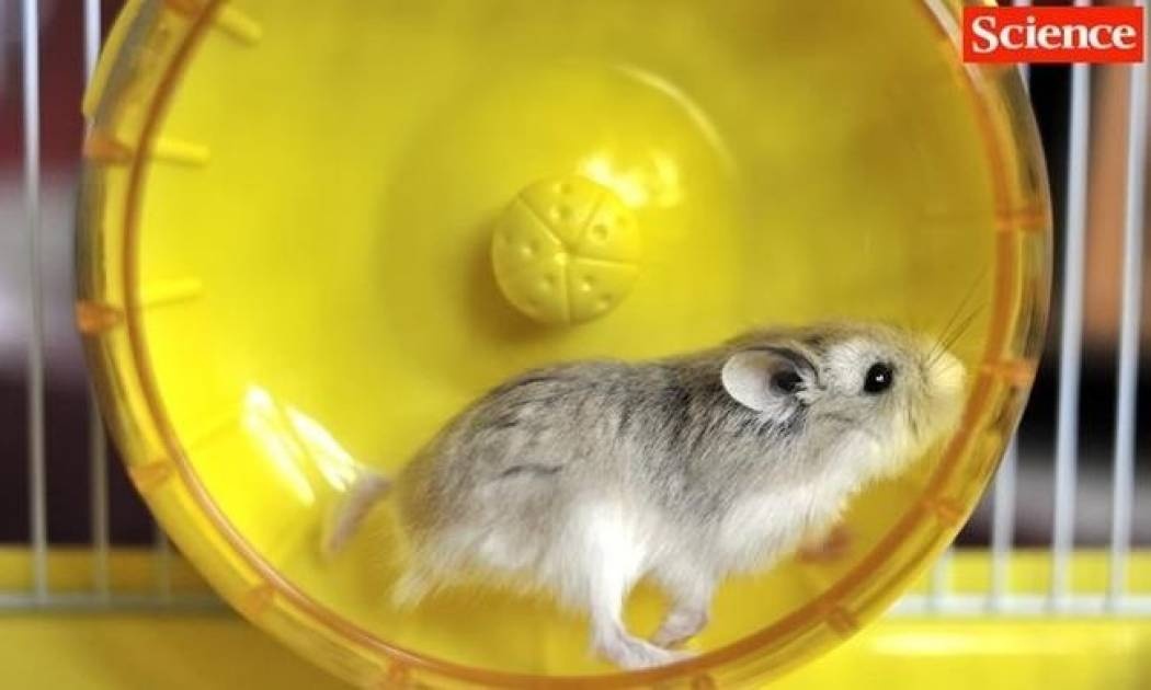 Μόλις δύο γονίδια ξεχωρίζουν τον άνδρα από… το ποντίκι!