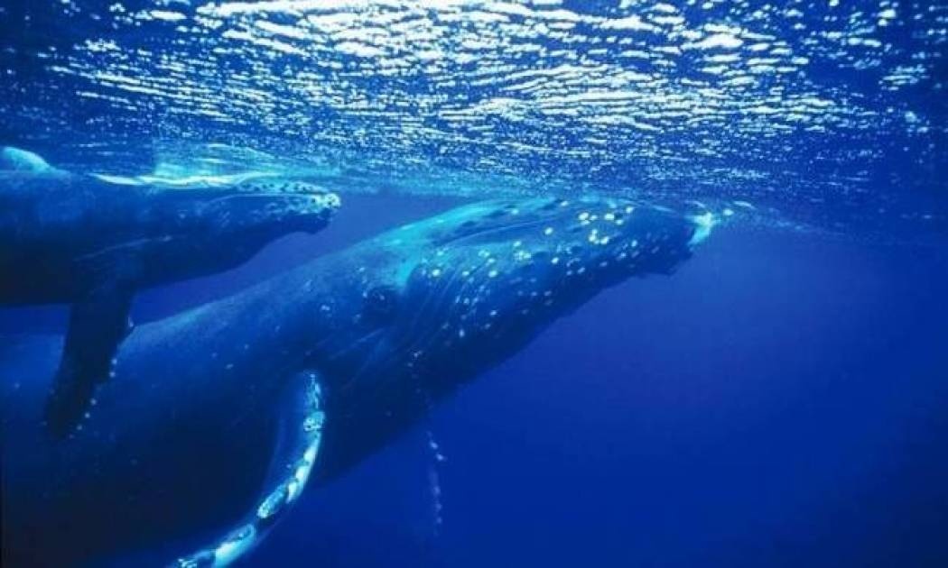 Δέκα απίθανα πράγματα που ποτέ δεν είχες φανταστεί!