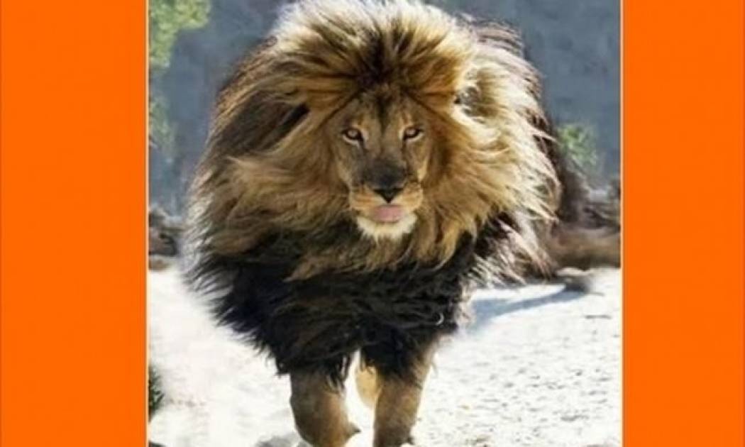 Ευχές από έναν Λέοντα