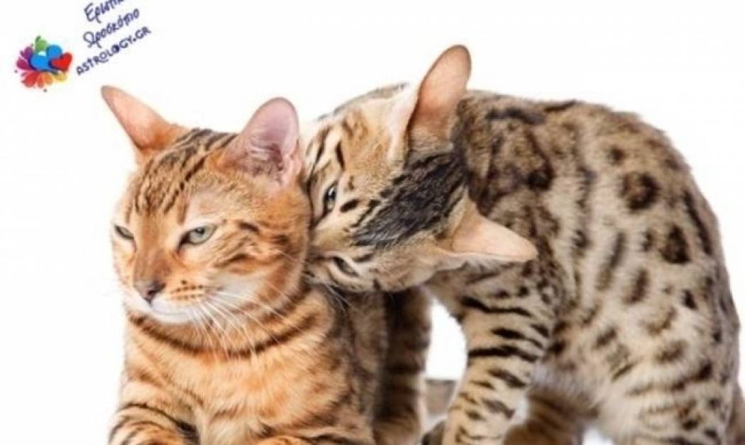 Ερωτικό ωροσκόπιο 5/1