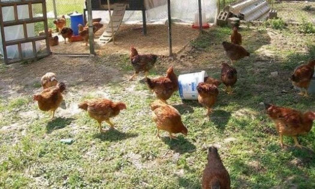 Αγρίνιο: Έκλεψαν κότες, αρνιά και φράουλες από αποθήκη