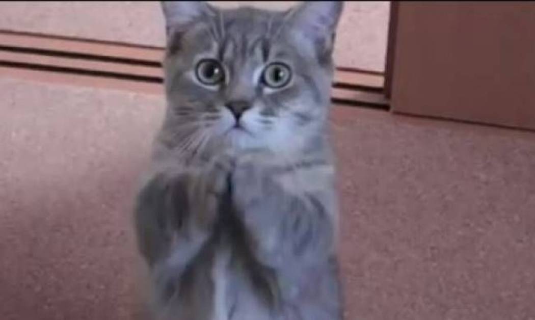 Η γάτα που παρακαλά… για πρωινό! (vid)