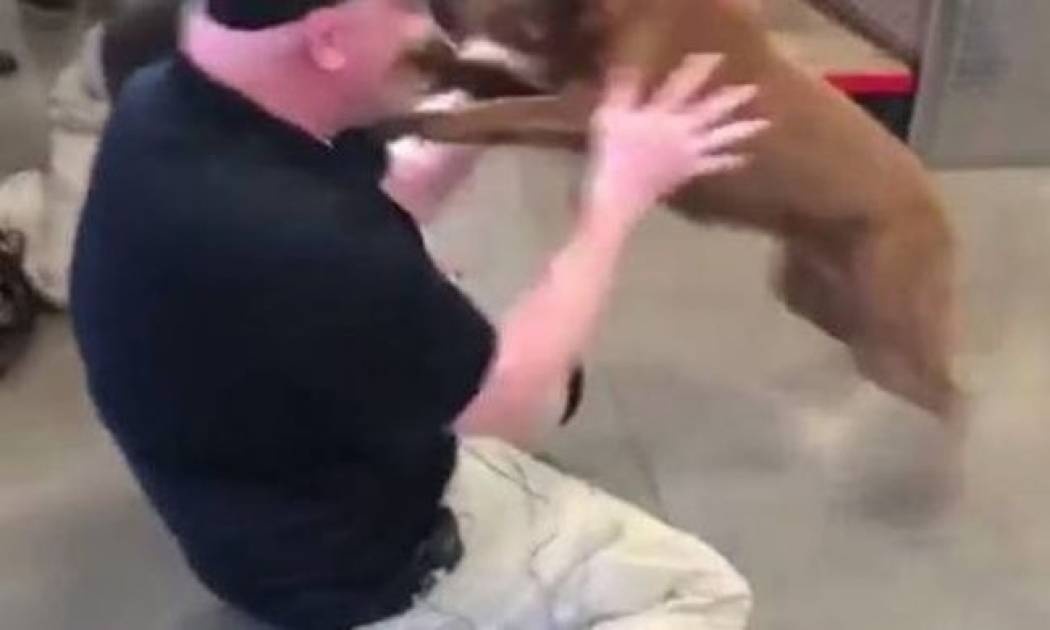 Βίντεο που ραγίζει καρδιές: Στρατιώτης ξαναβρίσκει τον σκύλο του