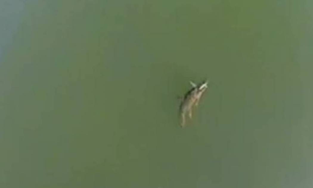 Ο κροκόδειλος της Κρήτης απέκτησε... σελίδα στο facebook