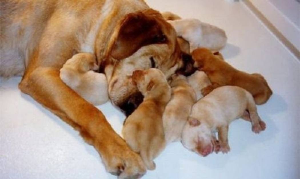 Υπέροχες φωτογραφίες από... τετράποδες «μαμάδες» και τα μικρούλια τους!