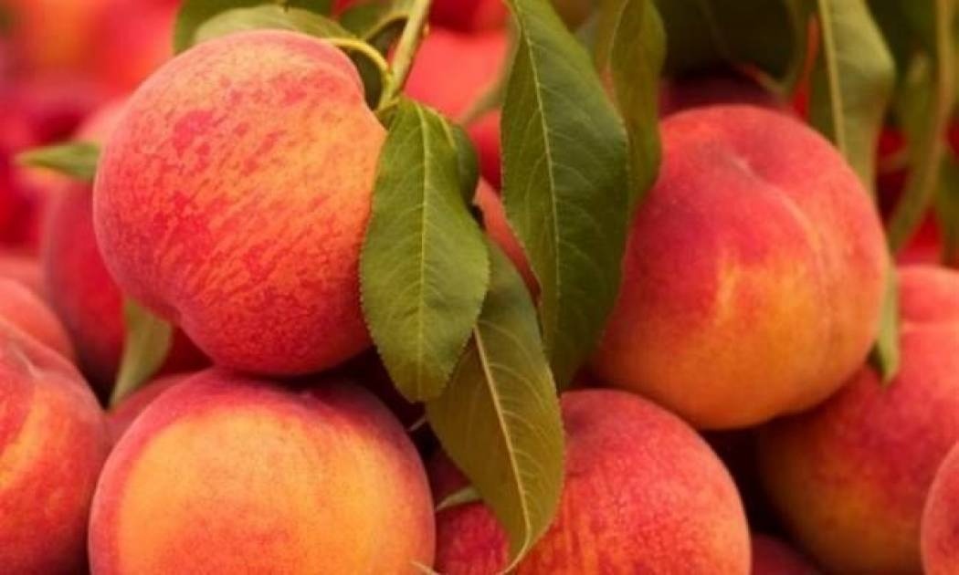 Δωρεάν διανομή ροδάκινων στο Χαλάνδρι