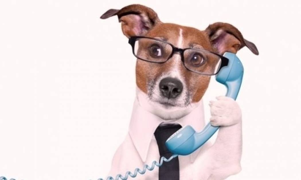 Τι λένε συνήθως τα ζώδια όταν τηλεφωνούν στους φίλους τους;