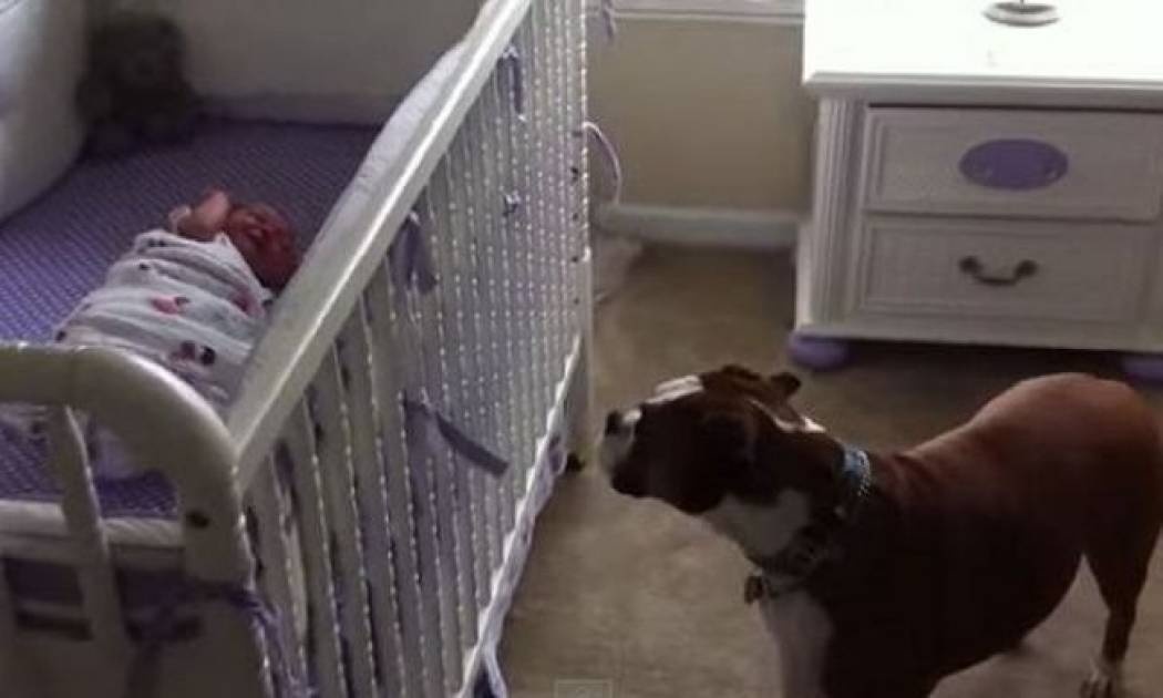 Δείτε τι κάνει αυτό το Μπόξερ τη στιγμή που κλαίει η νεογέννητη μικρή! (βίντεο)