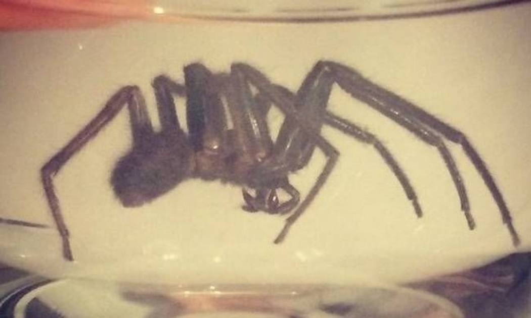 Τρομακτική αράχνη βγήκε για... μεζέ!