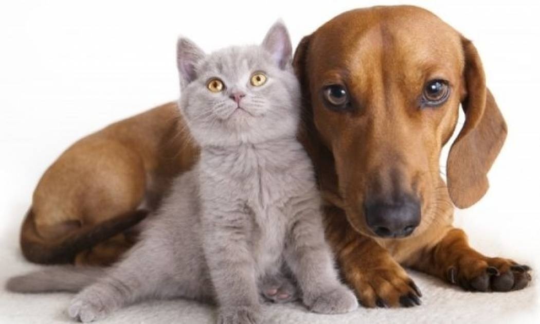 Πρώτες βοήθειες για το δάγκωμα σκύλου και γάτας