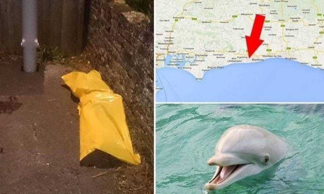 Νεκρό δελφίνι σε σοκάκι από υπερβολική δόση... σεξ!
