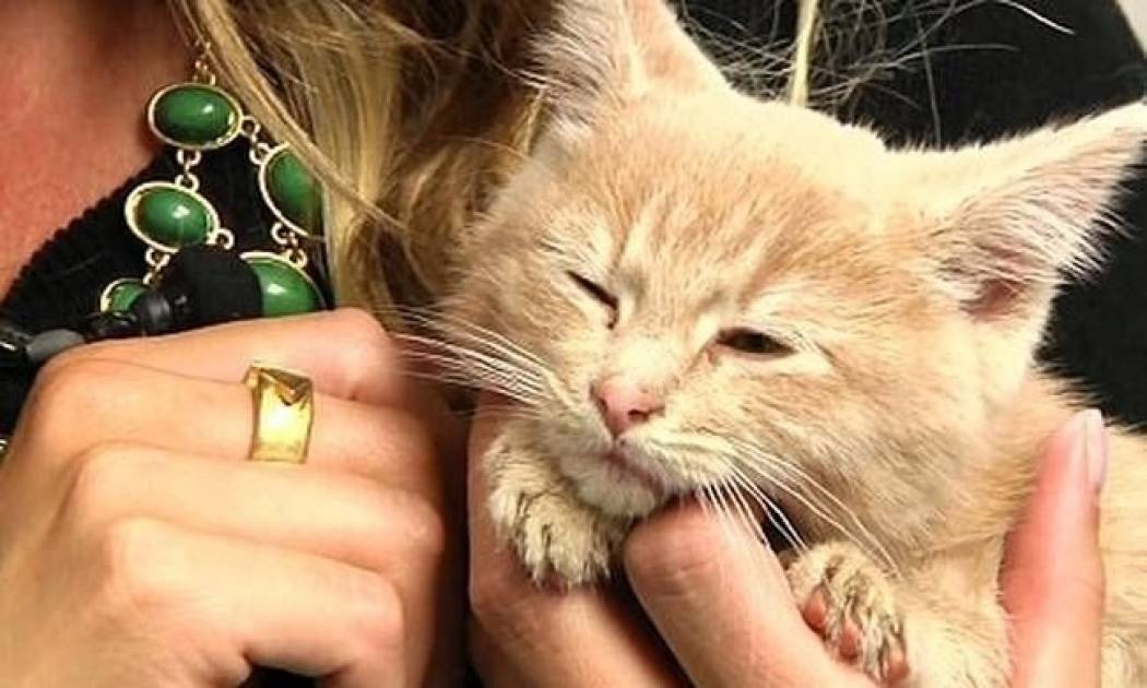 Το γατάκι που σώθηκε από βέβαιο θάνατο (vid)