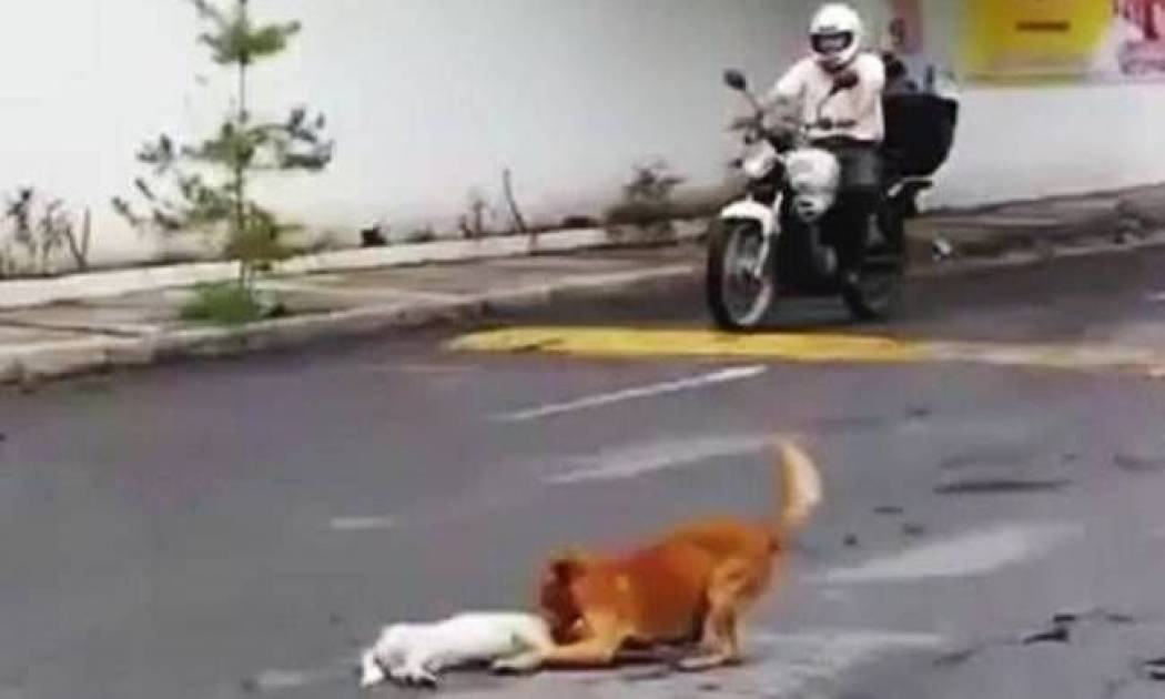 Σπάει καρδιές: Σκύλος προσπαθεί να σώσει χτυπημένο φίλο του