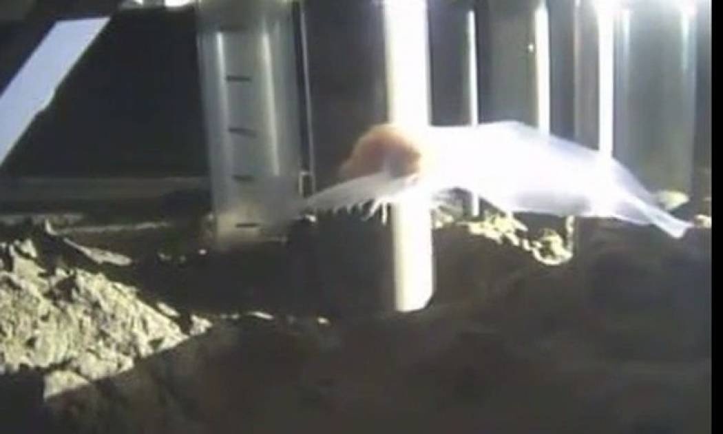 Το ψάρι που… έπιασε πάτο!  (video)