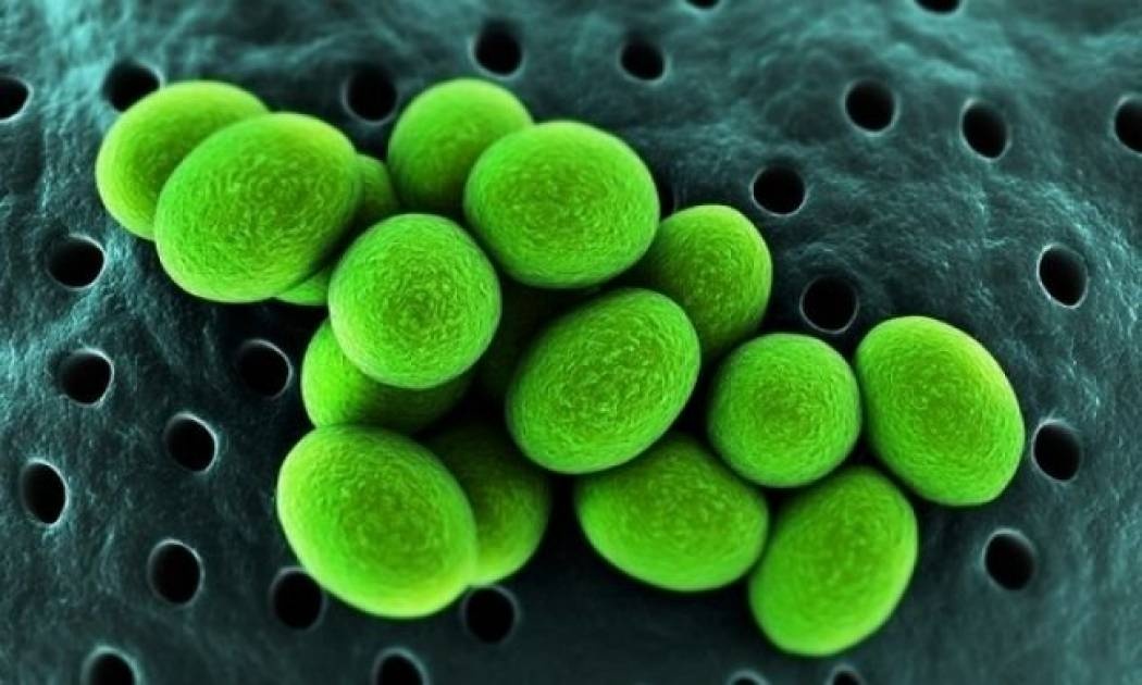 Σταφυλόκοκκος: Ποιοι είναι οι πιθανοί τρόποι μετάδοσης