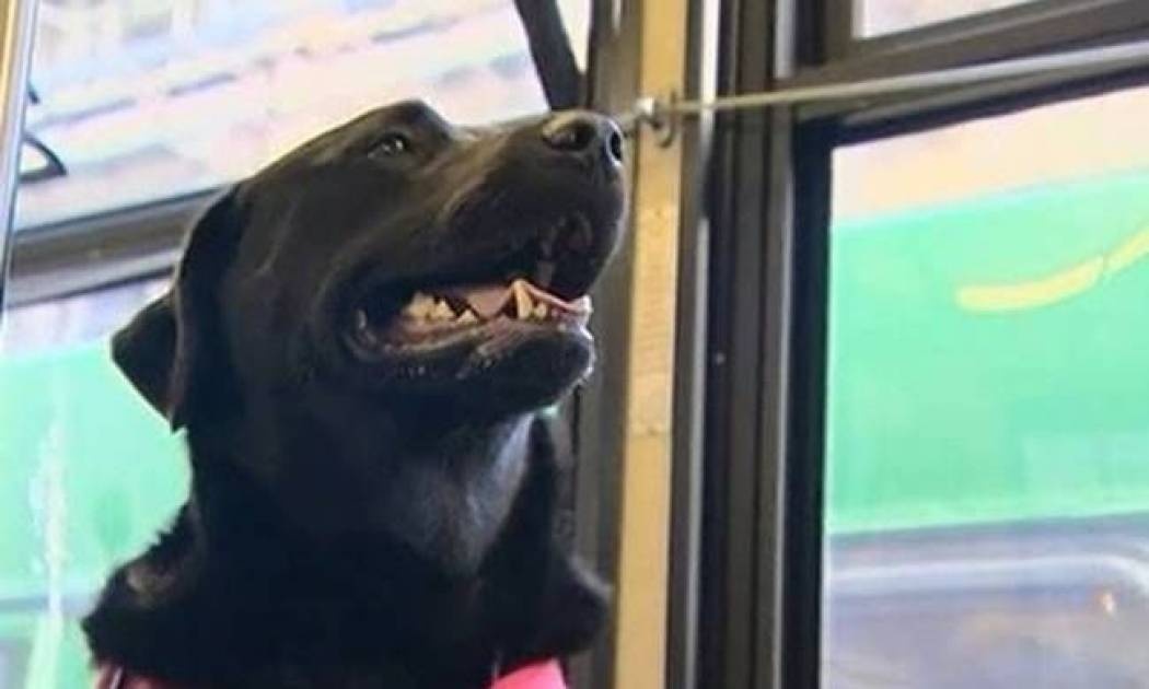 Αυτός ο σκύλος πάει στο πάρκο με λεωφορείο, μόνος του! (video)