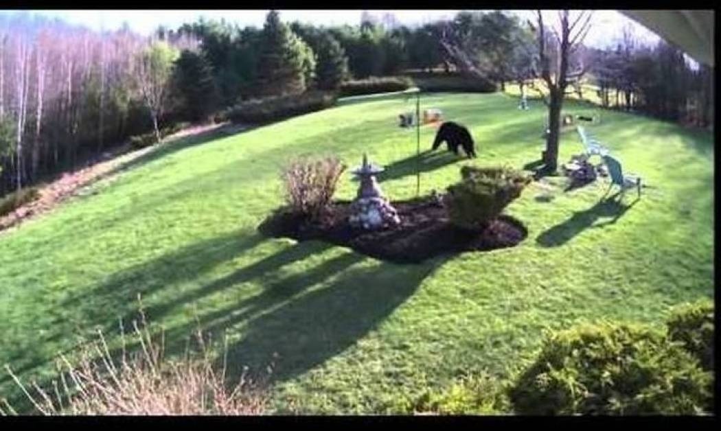 Δύο ατρόμητα bulldogs τα βάζουν με μία μαύρη αρκούδα (video)