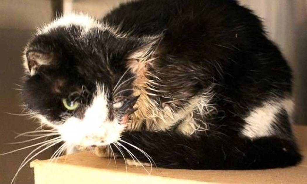 Έθαψαν τη νεκρή γάτα τους και την είδαν μπροστά τους μετά από 5 ημέρες!