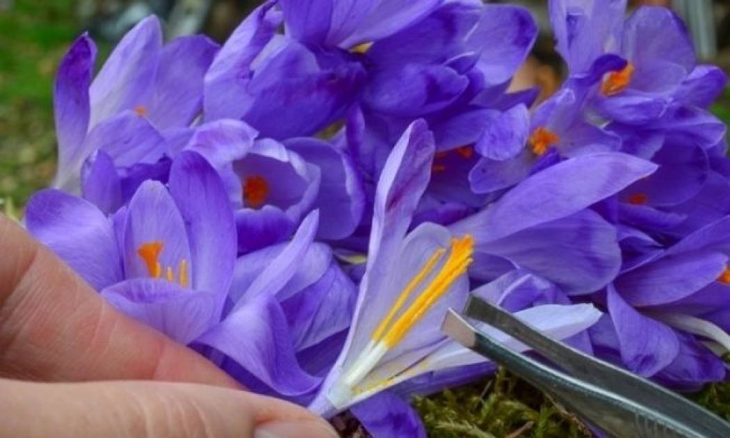 Σαφράν: Γιατί θεωρείται ελιξίριο ζωής