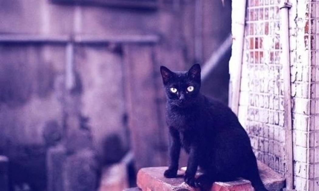 Μαύρη γάτα: προλήψεις και δεισιδαιμονίες