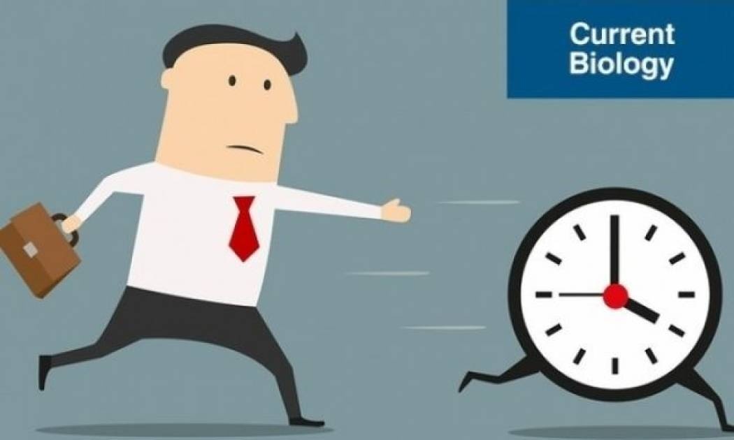 Πιο αποδοτικοί όσοι εργάζονται βάσει του χρονότυπού τους