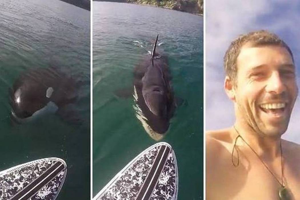 Τρόμος στο νερό: Φάλαινα δολοφόνος κυνηγά… σέρφερ! (video)