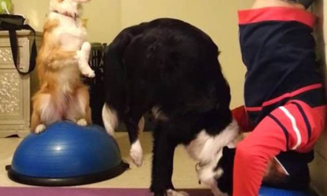 Έχετε δει ποτέ σκύλο να κάνει κατακόρυφο; Να η ευκαιρία σας! (video)