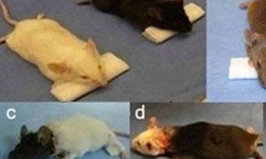 Κινέζος... Φρανκενστάιν θέλει να κάνει μεταμόσχευση κεφαλιού σε μαϊμούδες. Το έκανε ήδη σε ποντίκια!