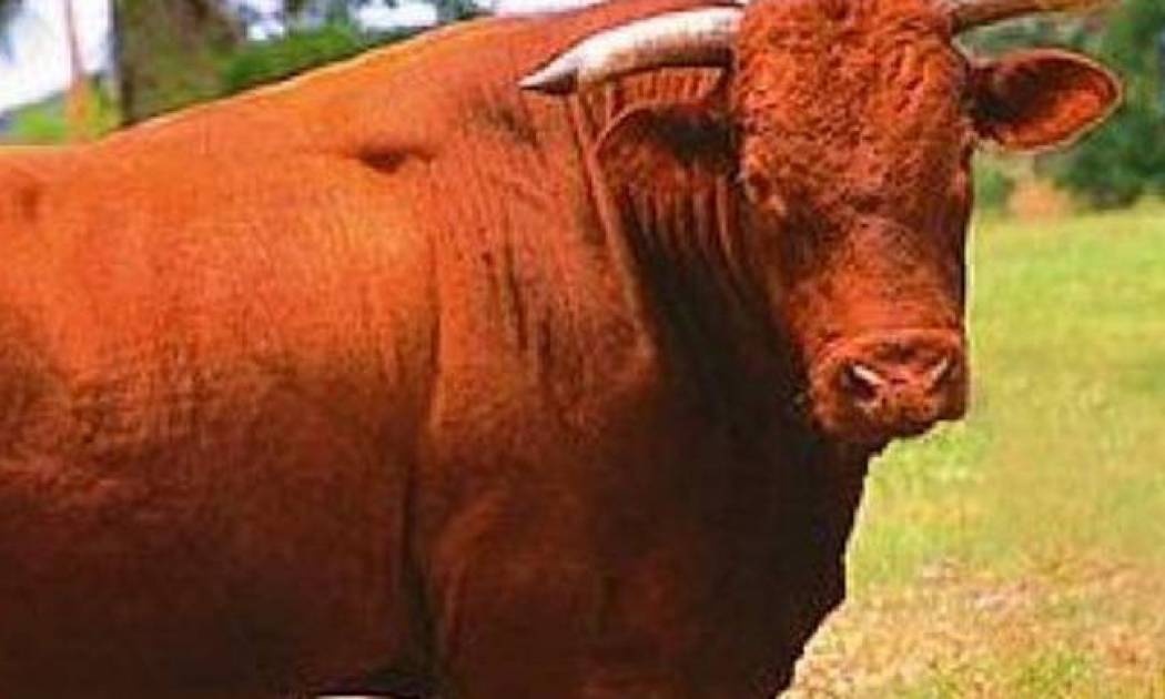 Τρίκαλα: Ταύρος αφηνίασε και σκόρπισε τον τρόμο