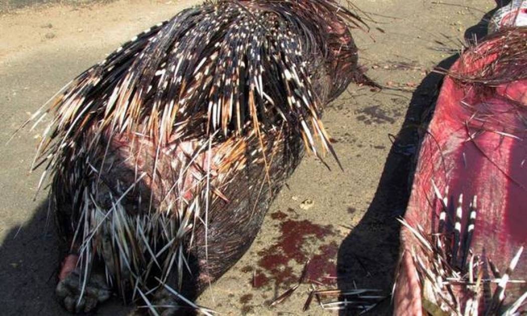 Το τελευταίο γεύμα: Πύθωνας έφαγε μέχρι… θανάτου σκαντζόχοιρο! (photos)